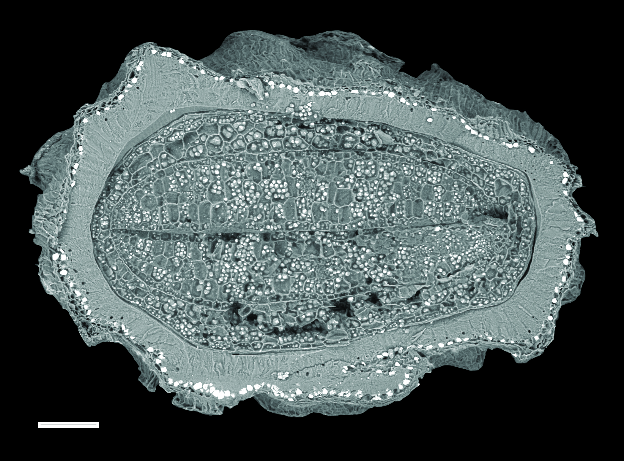 Cecropia insignis seed